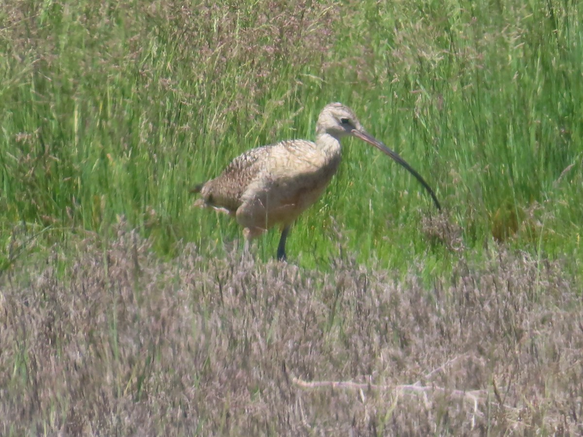 Long-billed Curlew - ML619718283