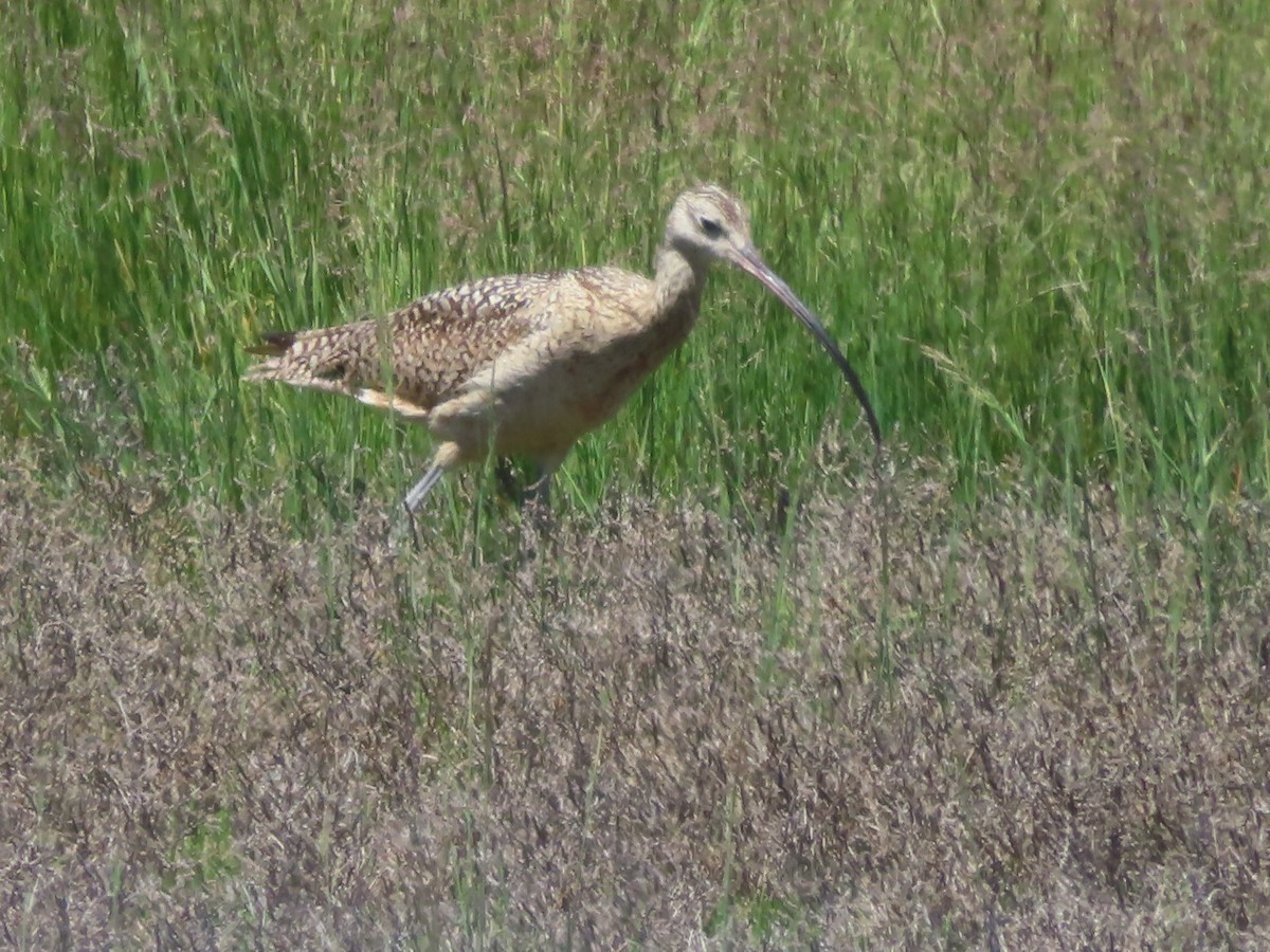 Long-billed Curlew - ML619718291