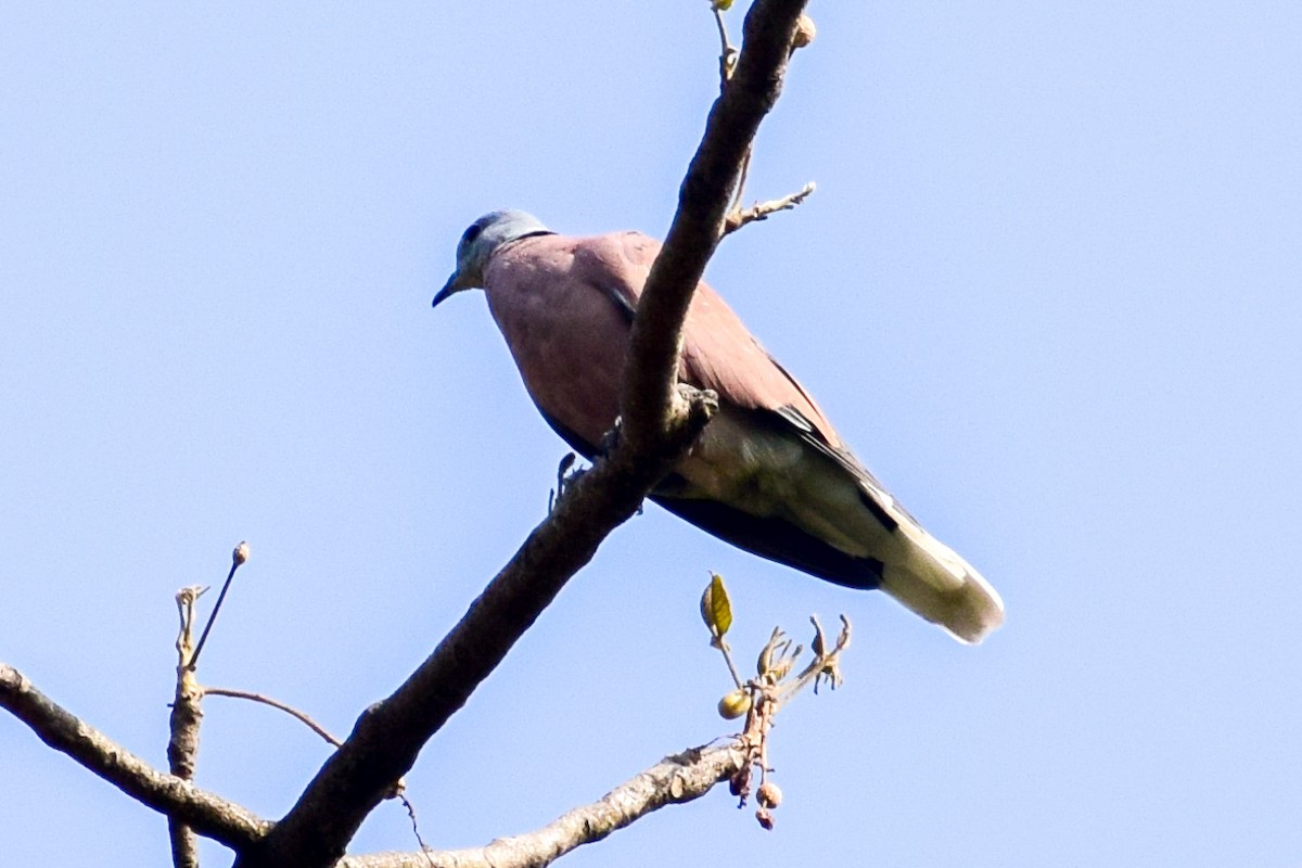 Red Collared-Dove - ML619718336