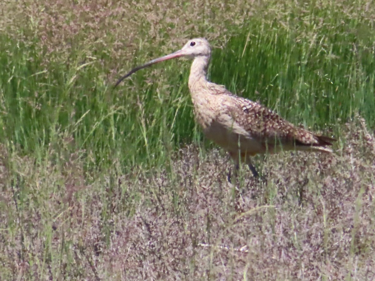 Long-billed Curlew - ML619718337