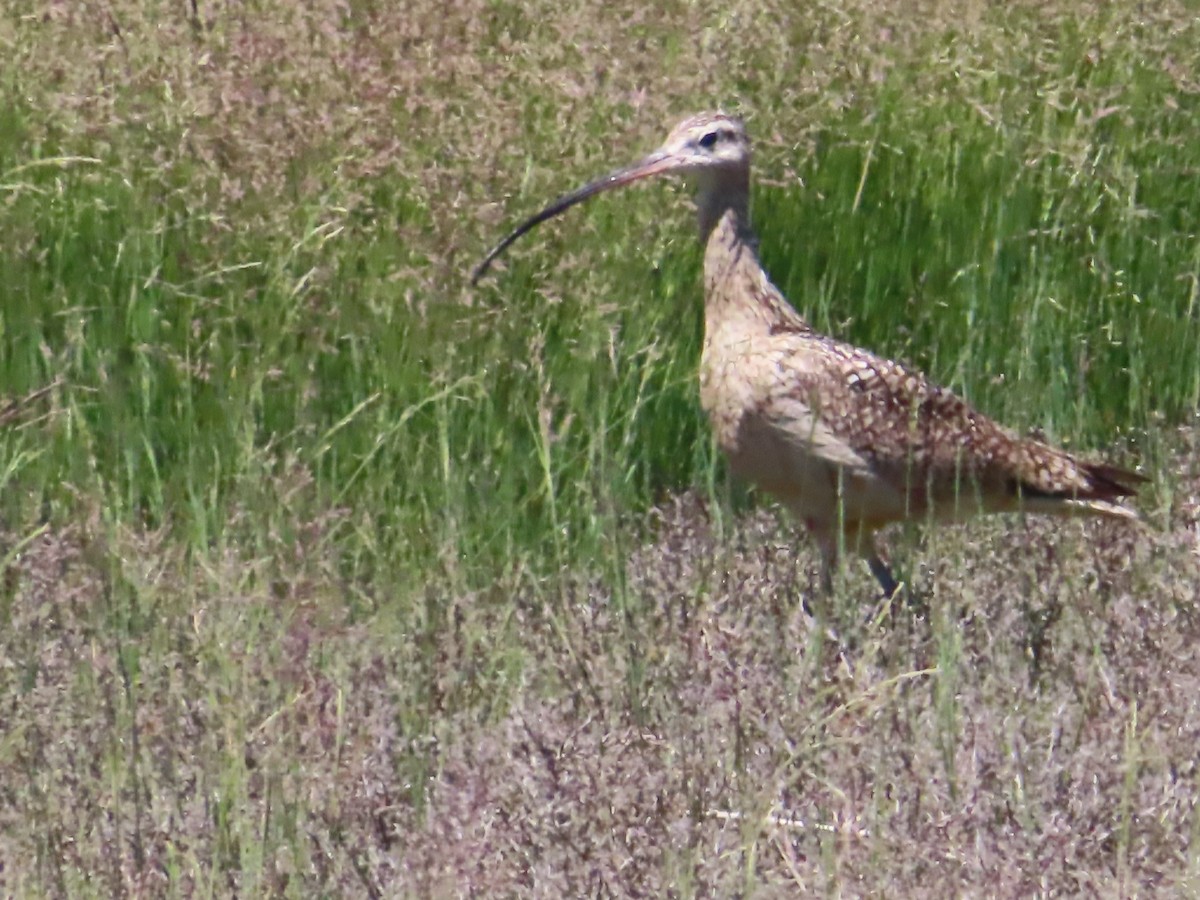 Long-billed Curlew - ML619718342