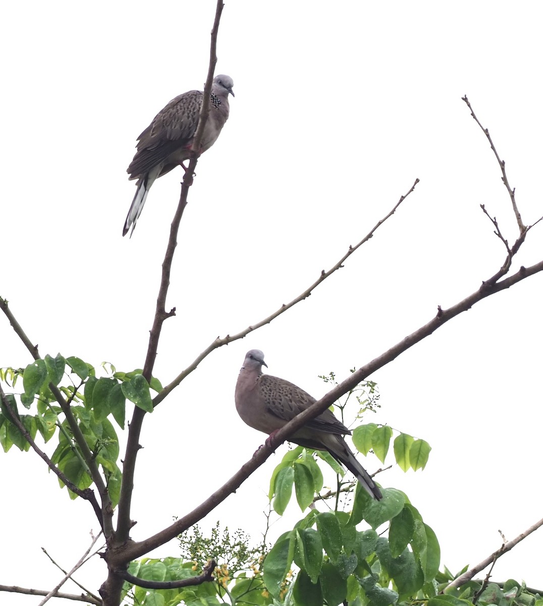 Spotted Dove - ML619718357