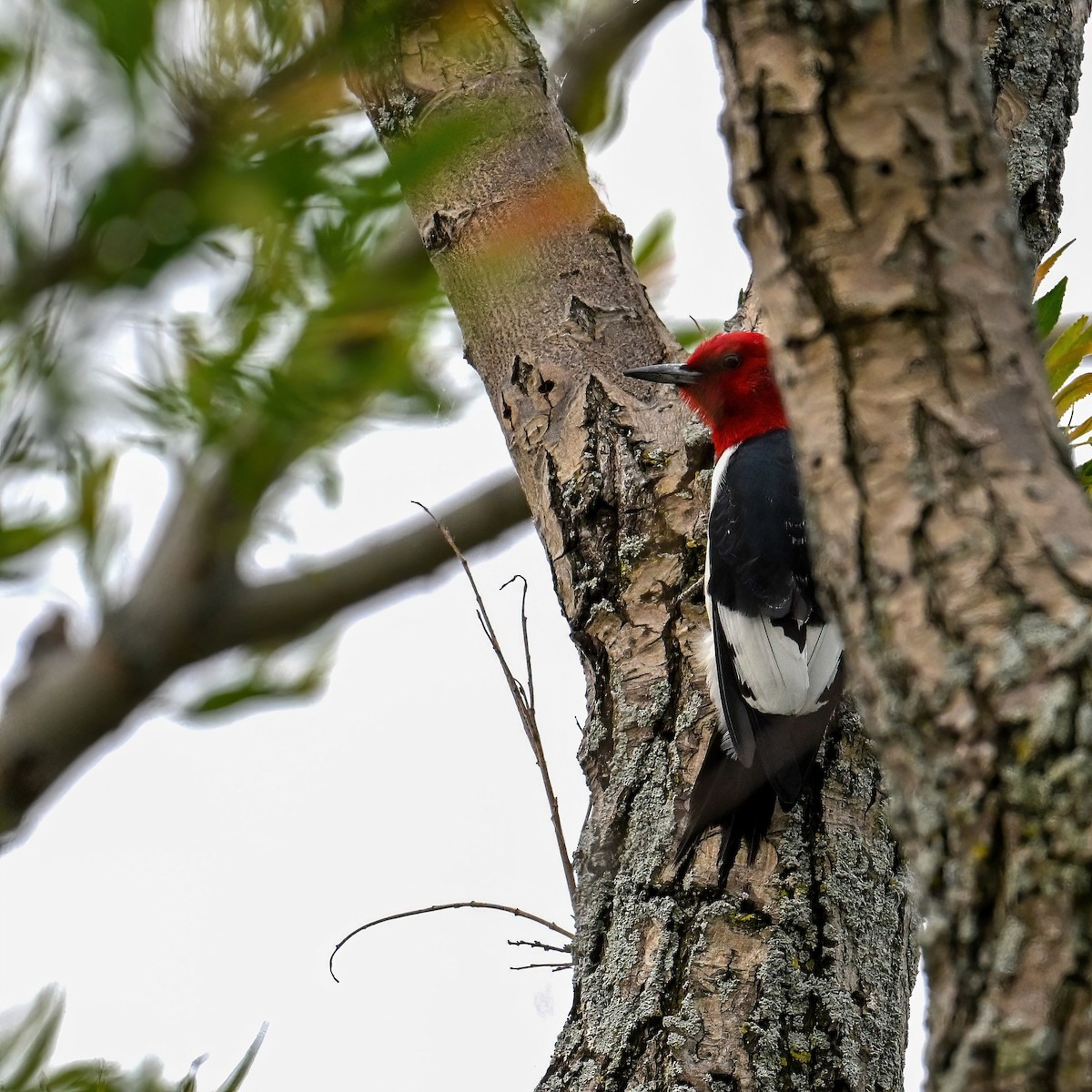 Red-headed Woodpecker - ML619718374