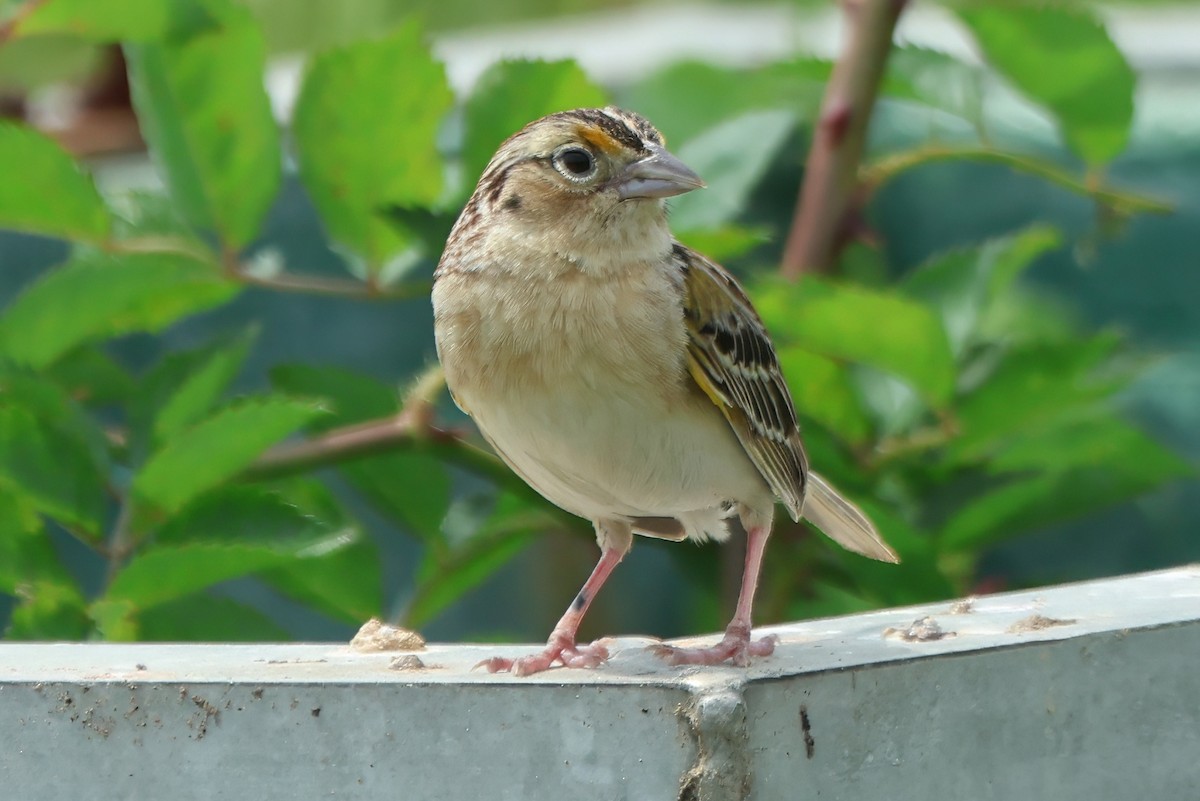 Grasshopper Sparrow - ML619718381