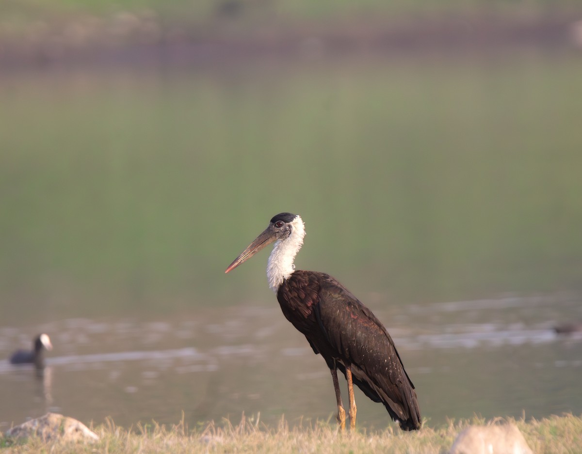 Asian Woolly-necked Stork - ML619718429