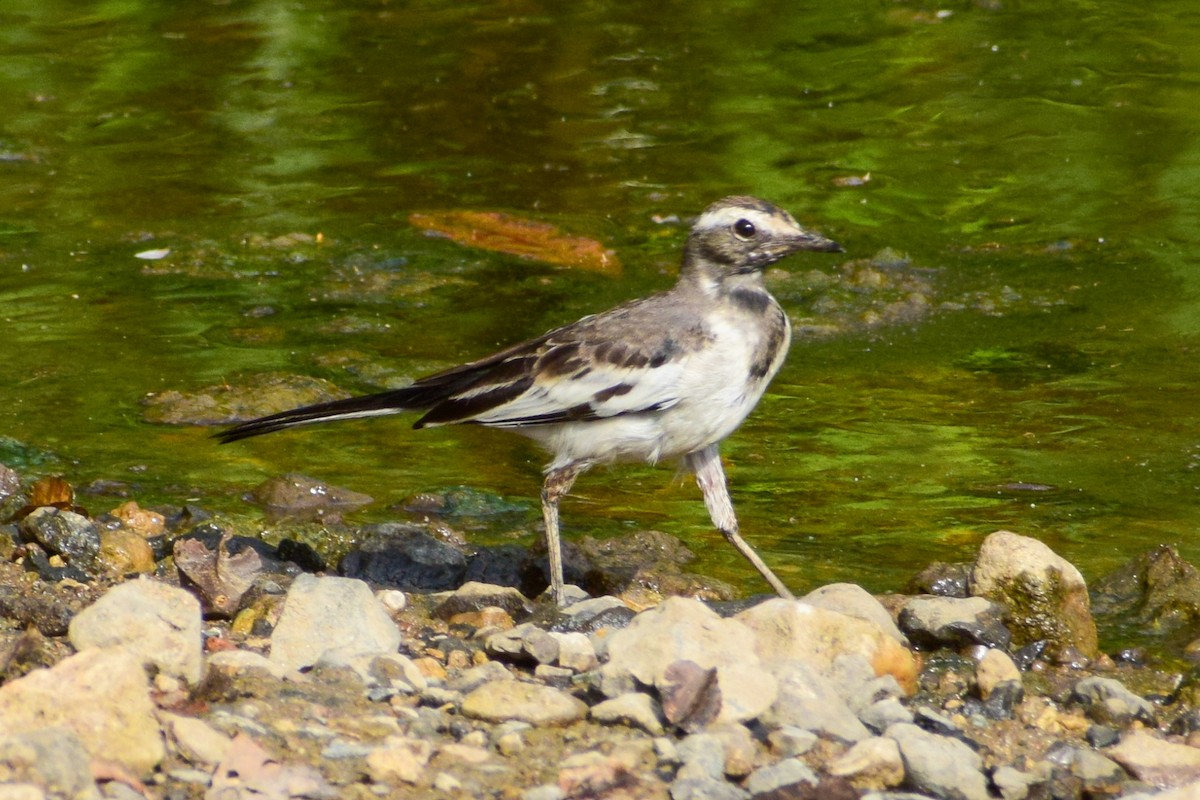 White-browed Wagtail - ML619718435