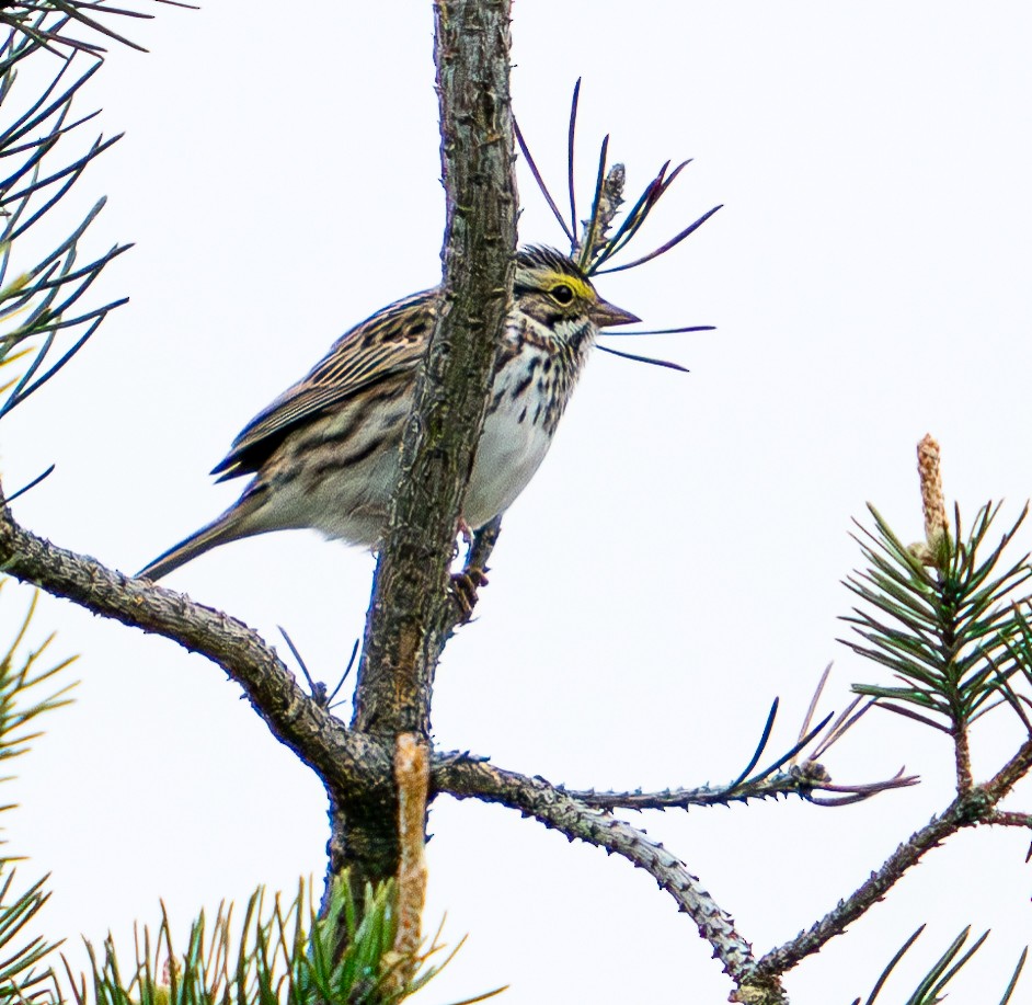 Savannah Sparrow - ML619718448