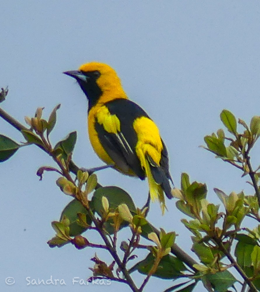 Yellow-tailed Oriole - ML619718451