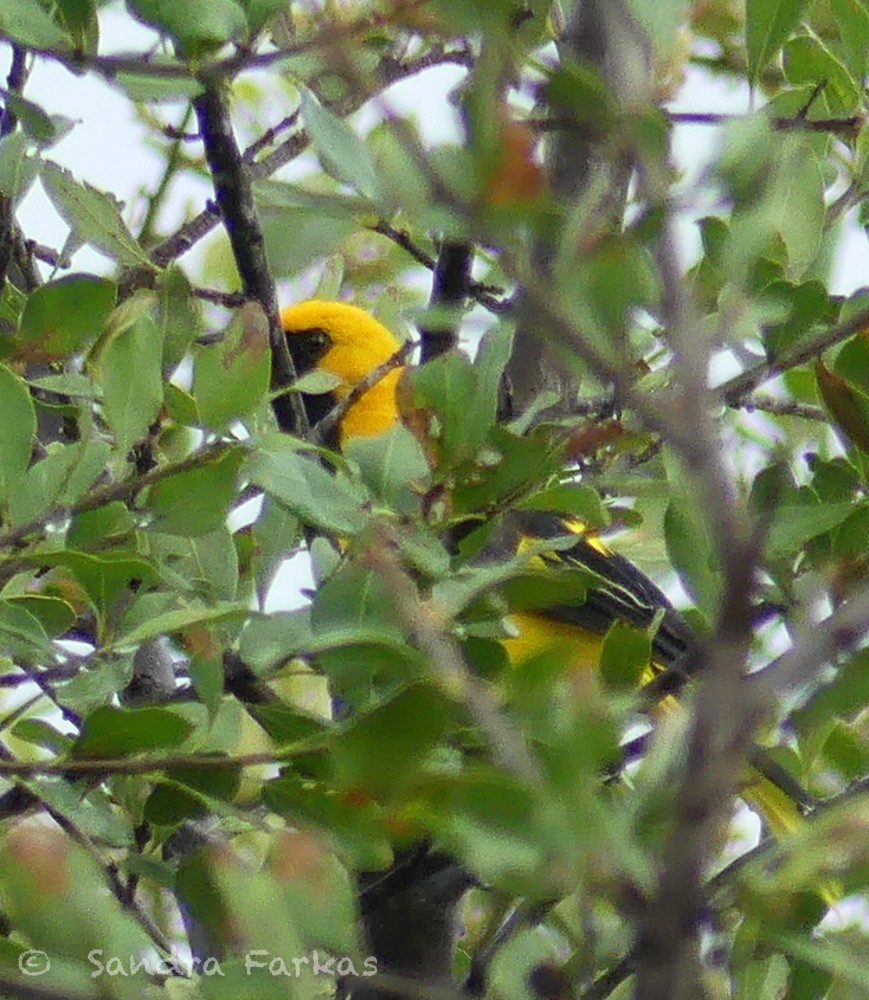 Yellow-tailed Oriole - ML619718452