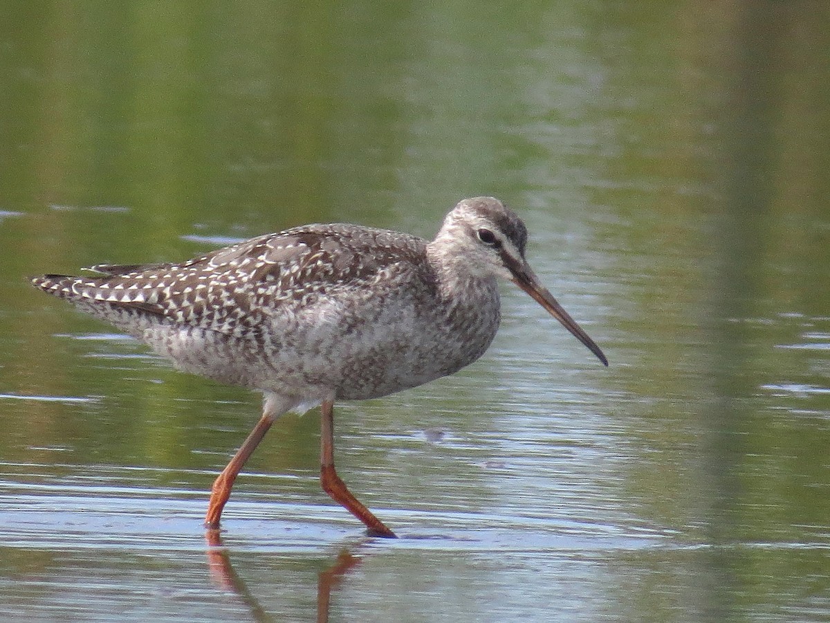 Spotted Redshank - ML619718453