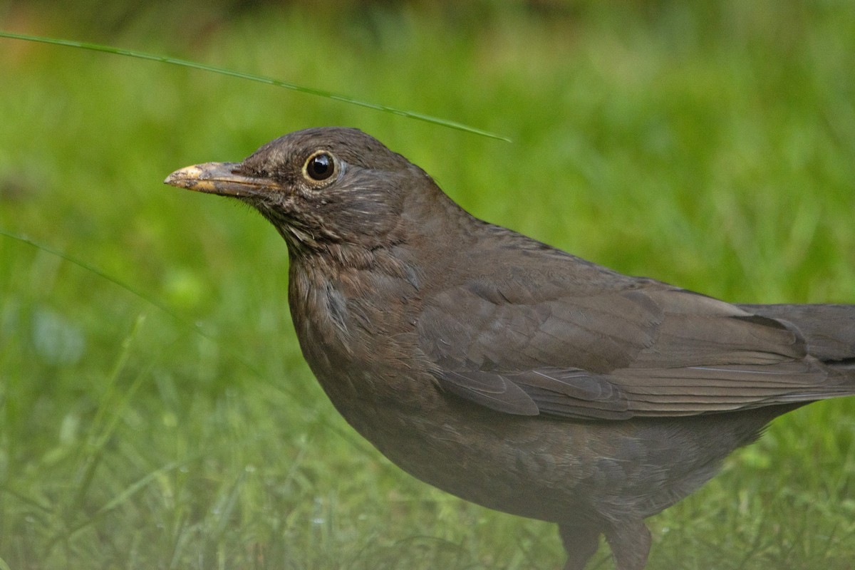 Eurasian Blackbird - ML619718503