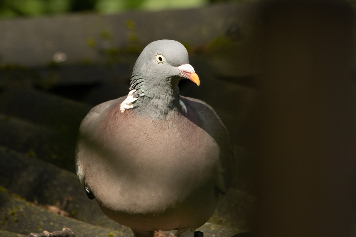 Common Wood-Pigeon - ML619718518