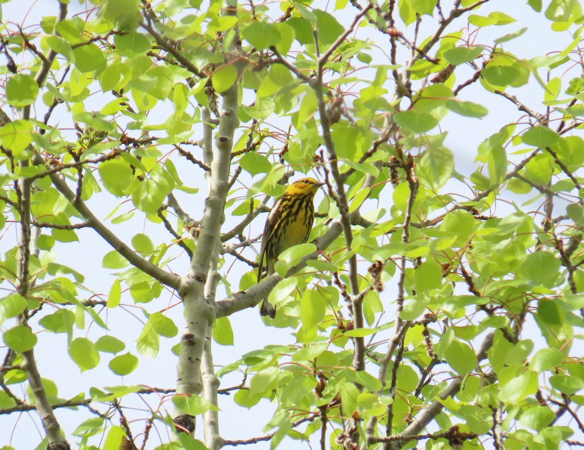 Cape May Warbler - ML619718527