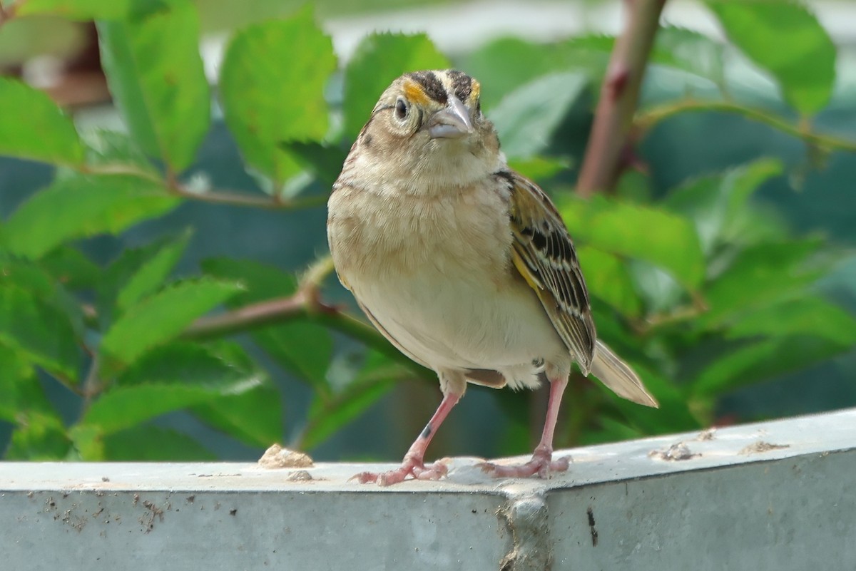 Grasshopper Sparrow - ML619718529