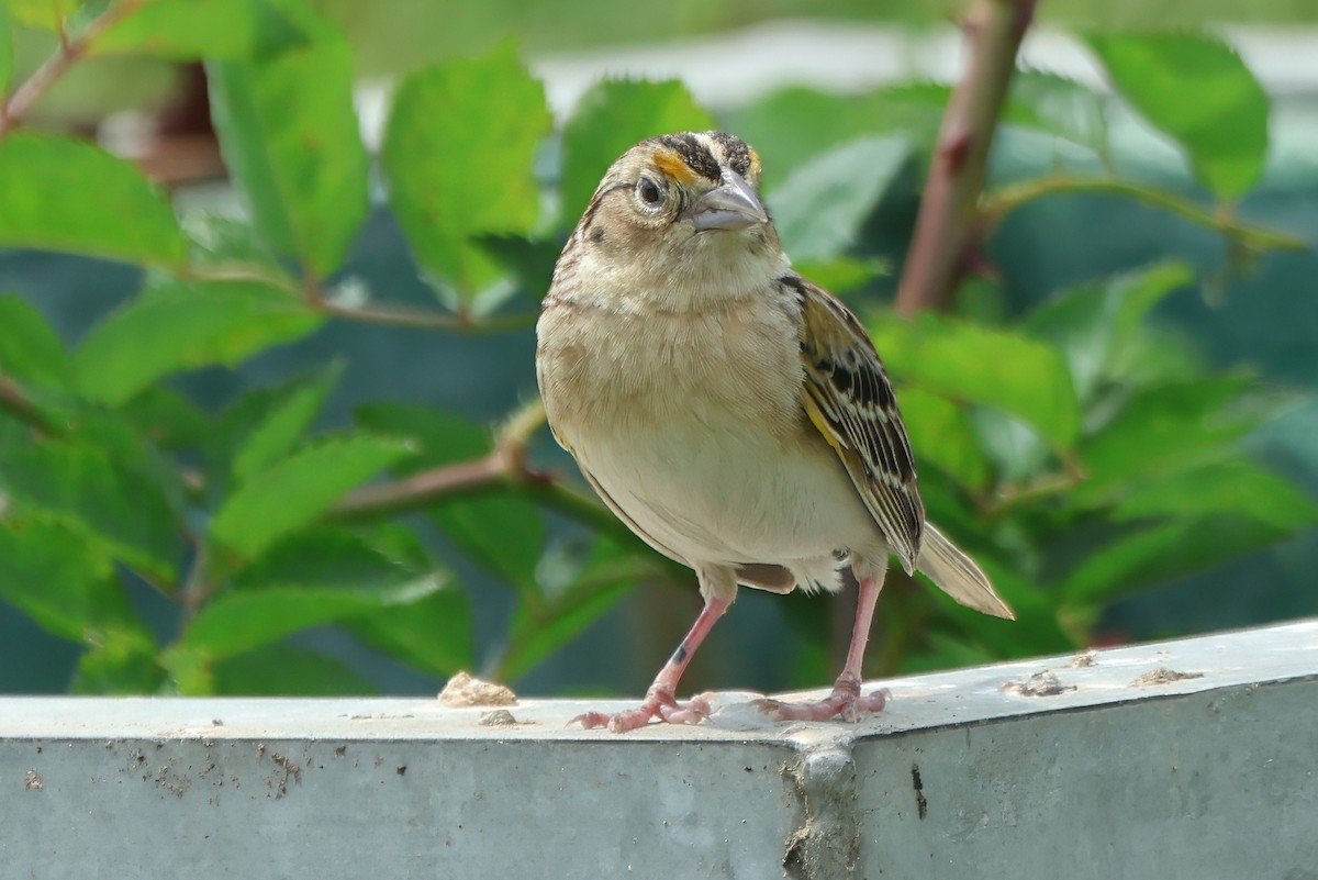 Grasshopper Sparrow - ML619718530