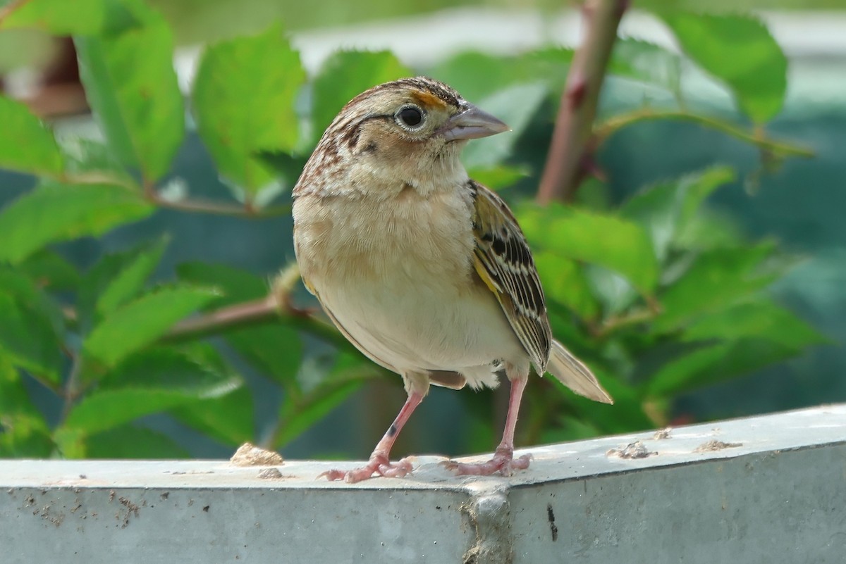 Grasshopper Sparrow - ML619718531