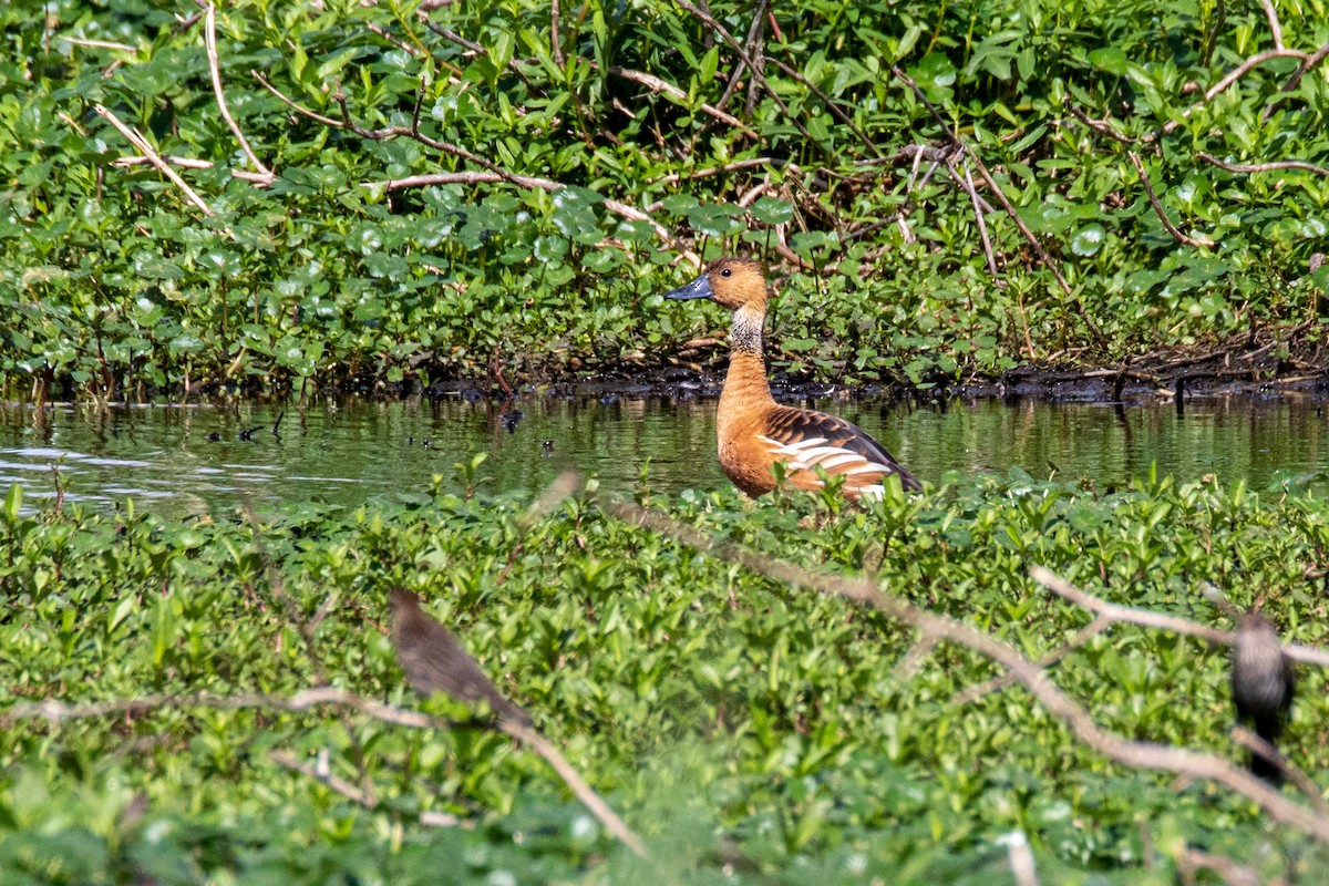 Fulvous Whistling-Duck - ML619718532