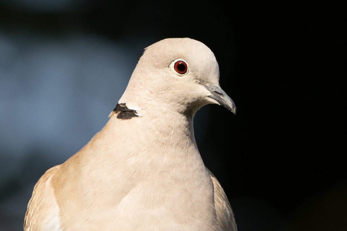 Eurasian Collared-Dove - ML619718537