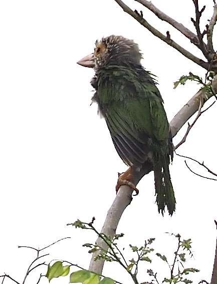 Lineated Barbet - ML619718554