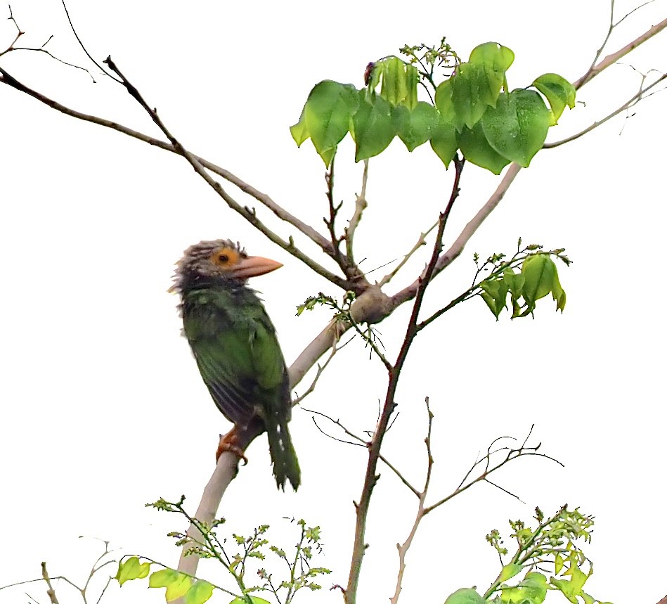 Lineated Barbet - ML619718555