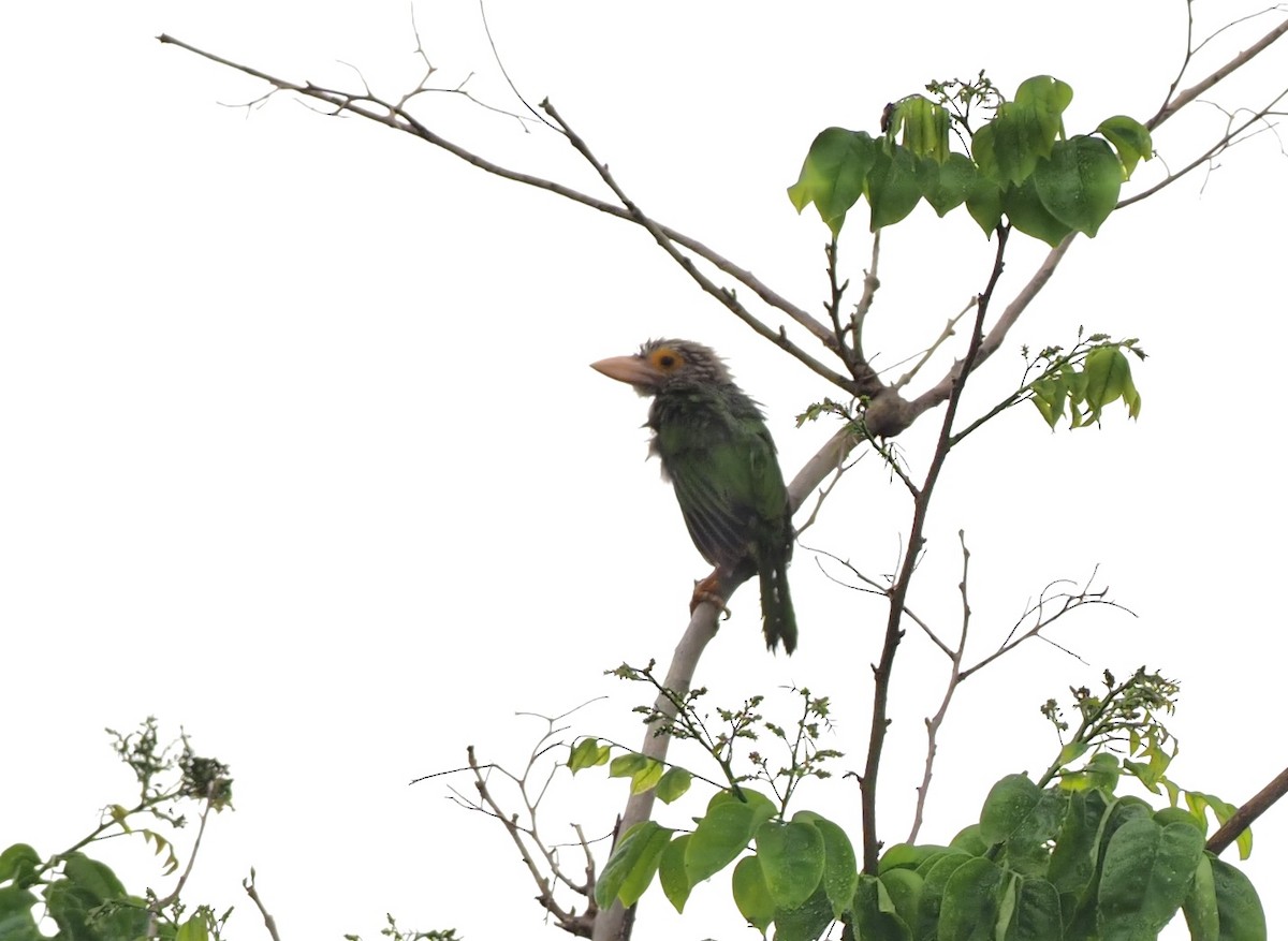 Lineated Barbet - ML619718556