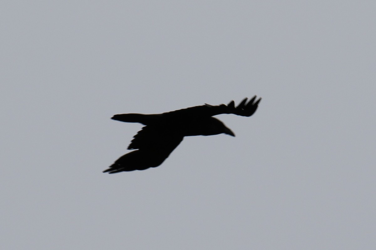 American Crow - ML619718559