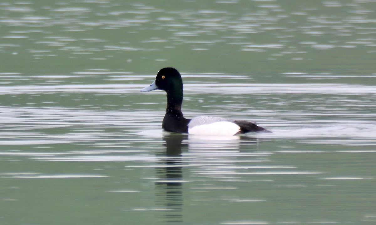 Greater Scaup - ML619718574
