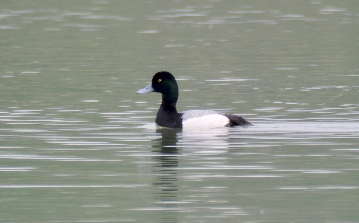 Greater Scaup - ML619718575