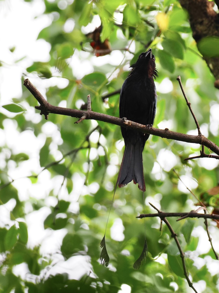 Greater Racket-tailed Drongo - ML619718582