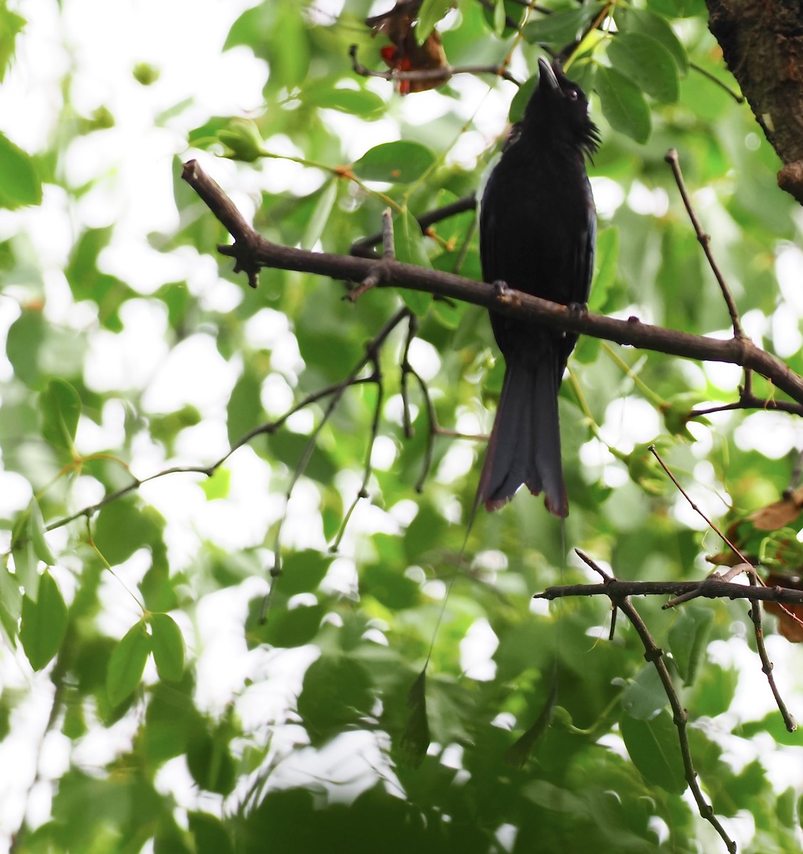 Greater Racket-tailed Drongo - ML619718583