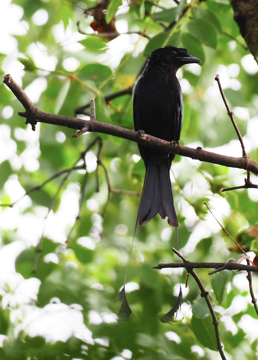 Greater Racket-tailed Drongo - ML619718584