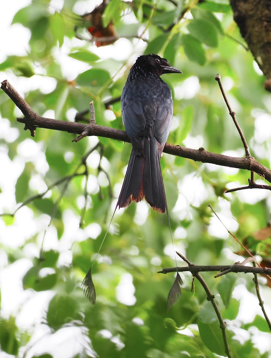 Greater Racket-tailed Drongo - ML619718586