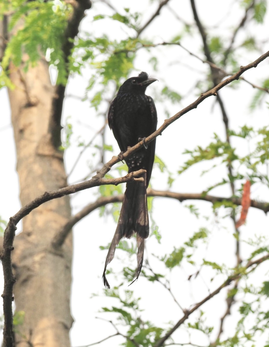 Greater Racket-tailed Drongo - ML619718589