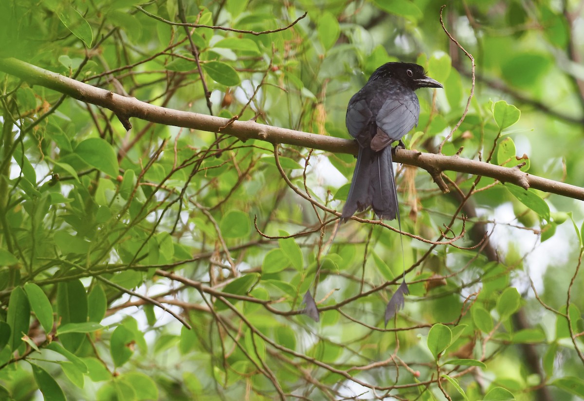 Greater Racket-tailed Drongo - ML619718590