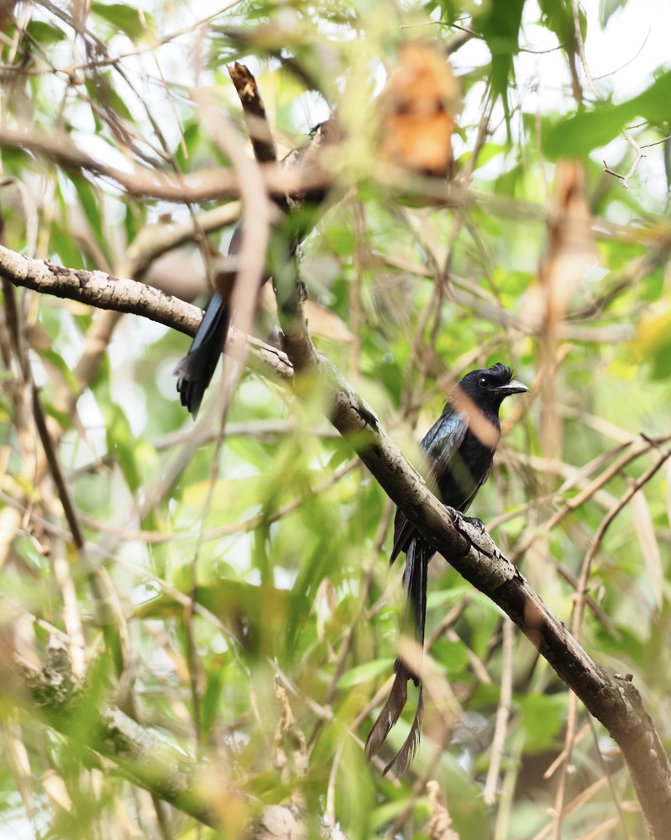 Greater Racket-tailed Drongo - ML619718592