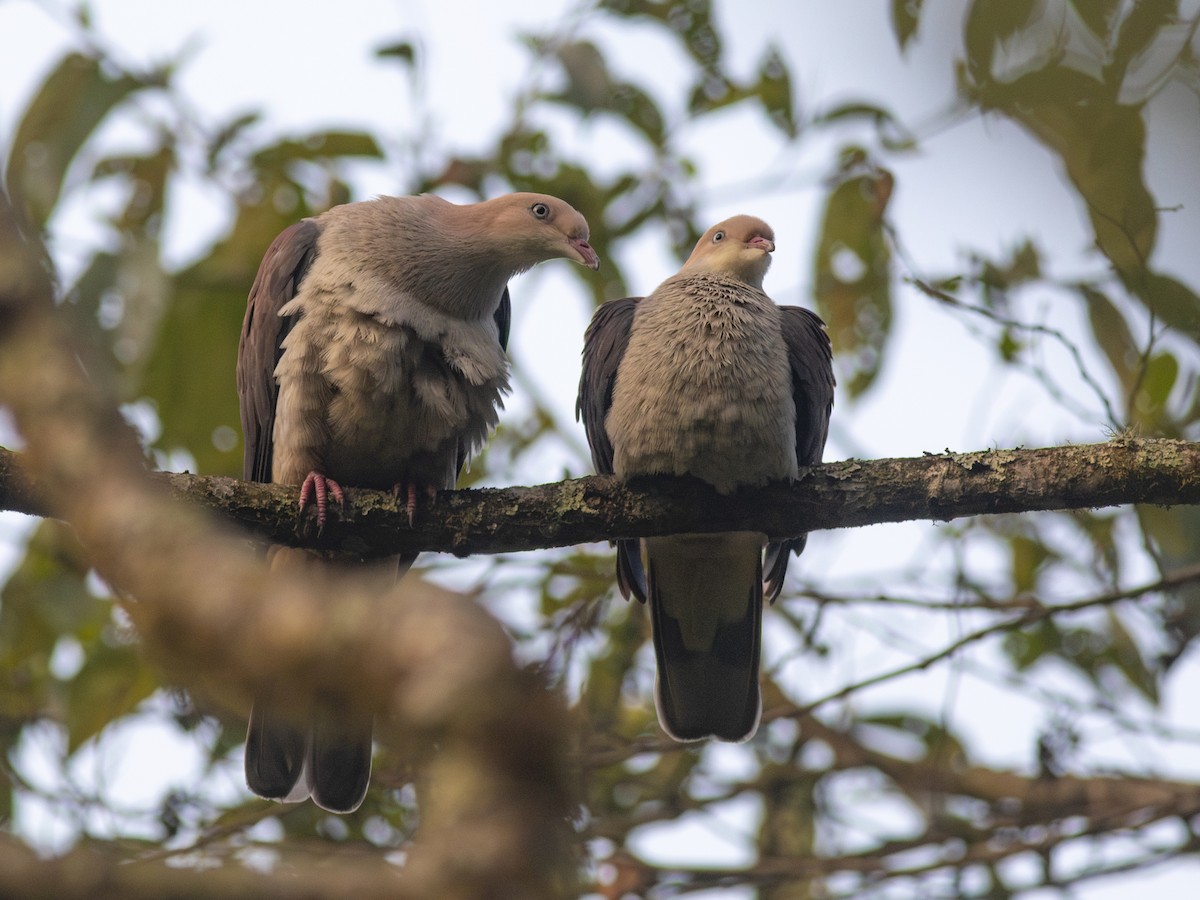 Mountain Imperial-Pigeon - ML619718602