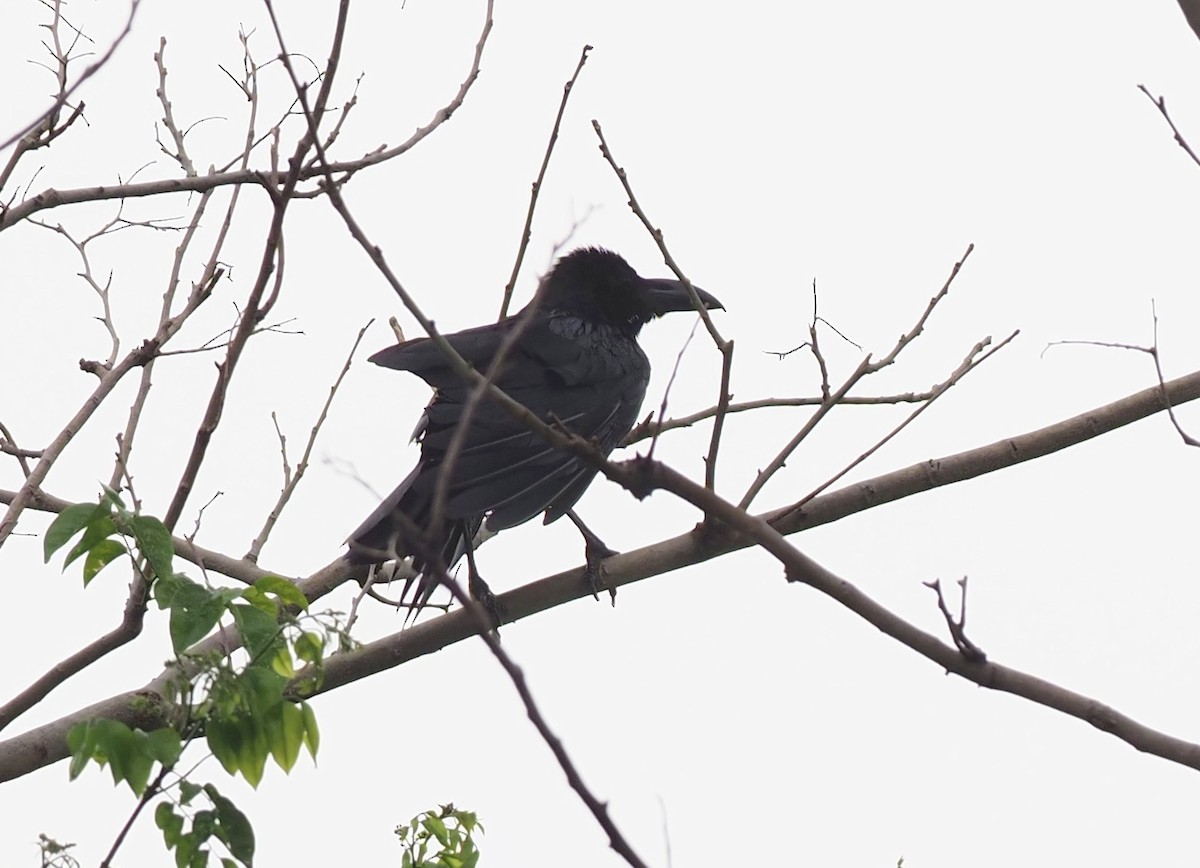 Large-billed Crow - ML619718623
