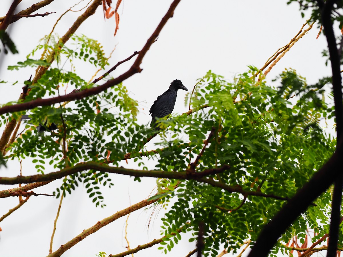 Large-billed Crow - ML619718625