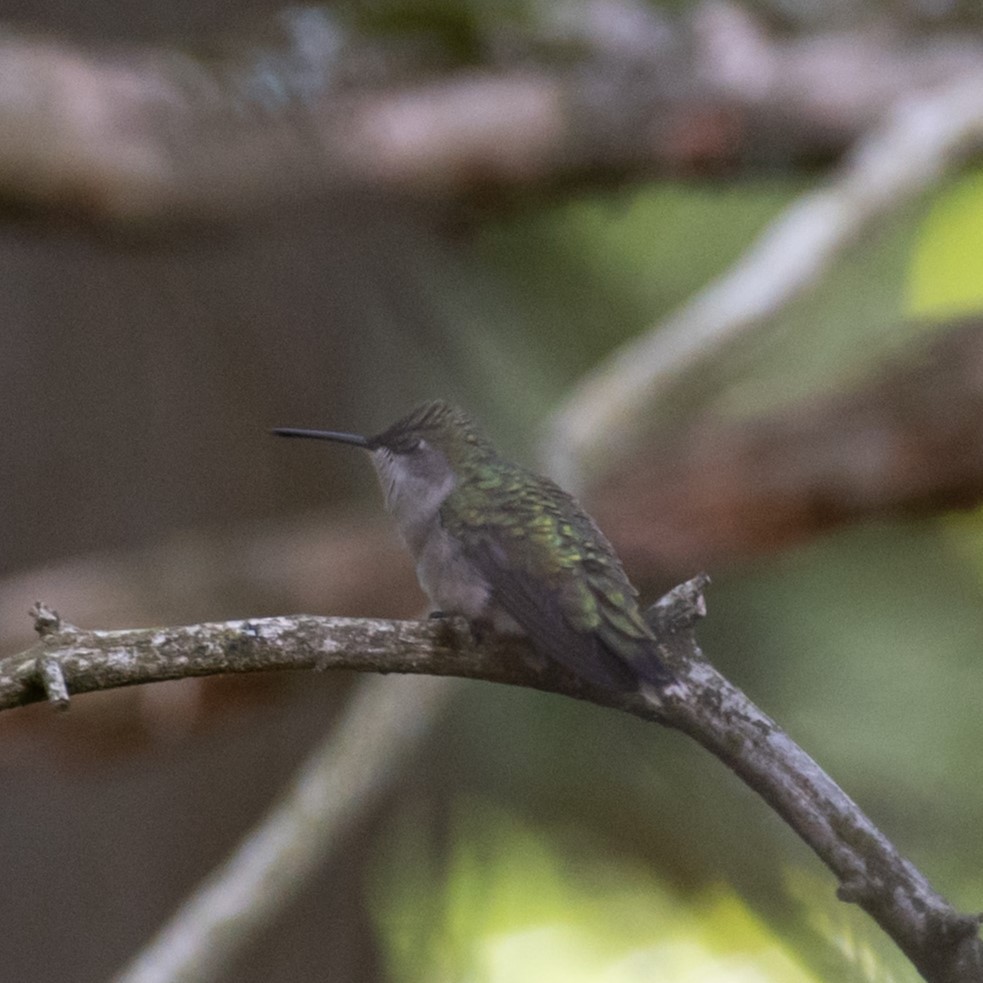 Ruby-throated Hummingbird - ML619718668