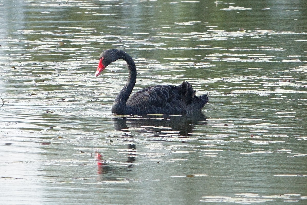 Black Swan - ML619718690