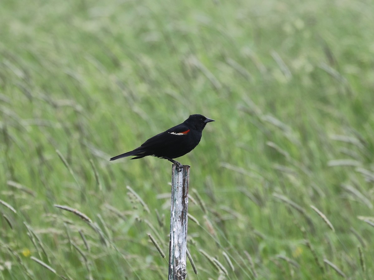 Red-winged Blackbird - ML619718696