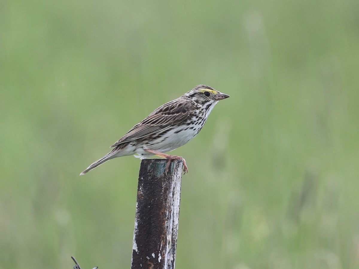 Savannah Sparrow - ML619718698