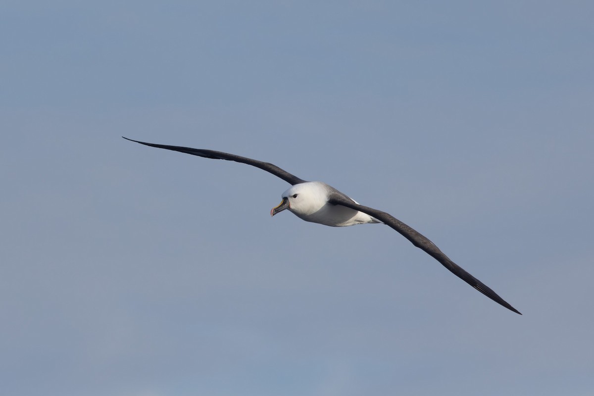 Indian Yellow-nosed Albatross - ML619718711