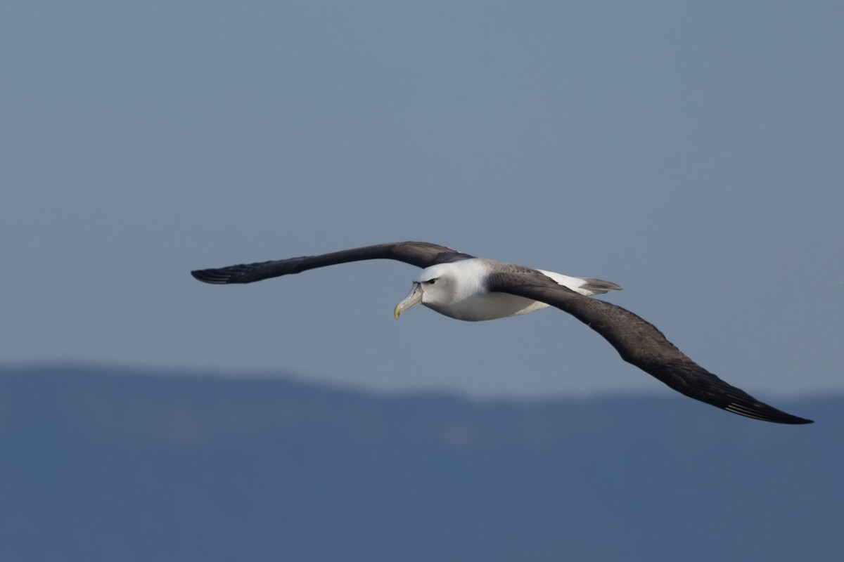 White-capped Albatross - ML619718726