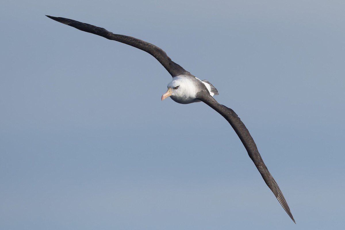 Albatros à sourcils noirs (impavida) - ML619718729