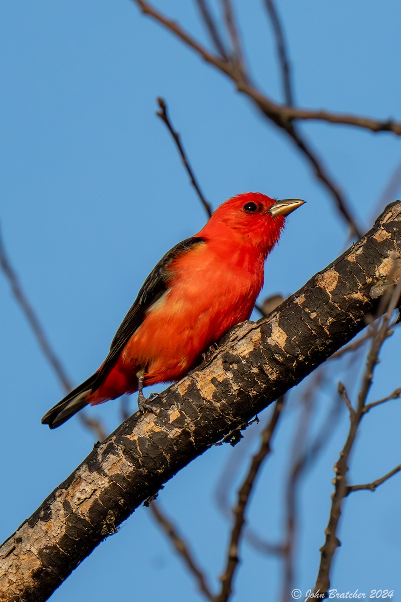 Scarlet Tanager - ML619718730