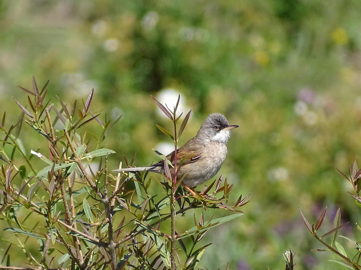 Spectacled Warbler - ML619718736