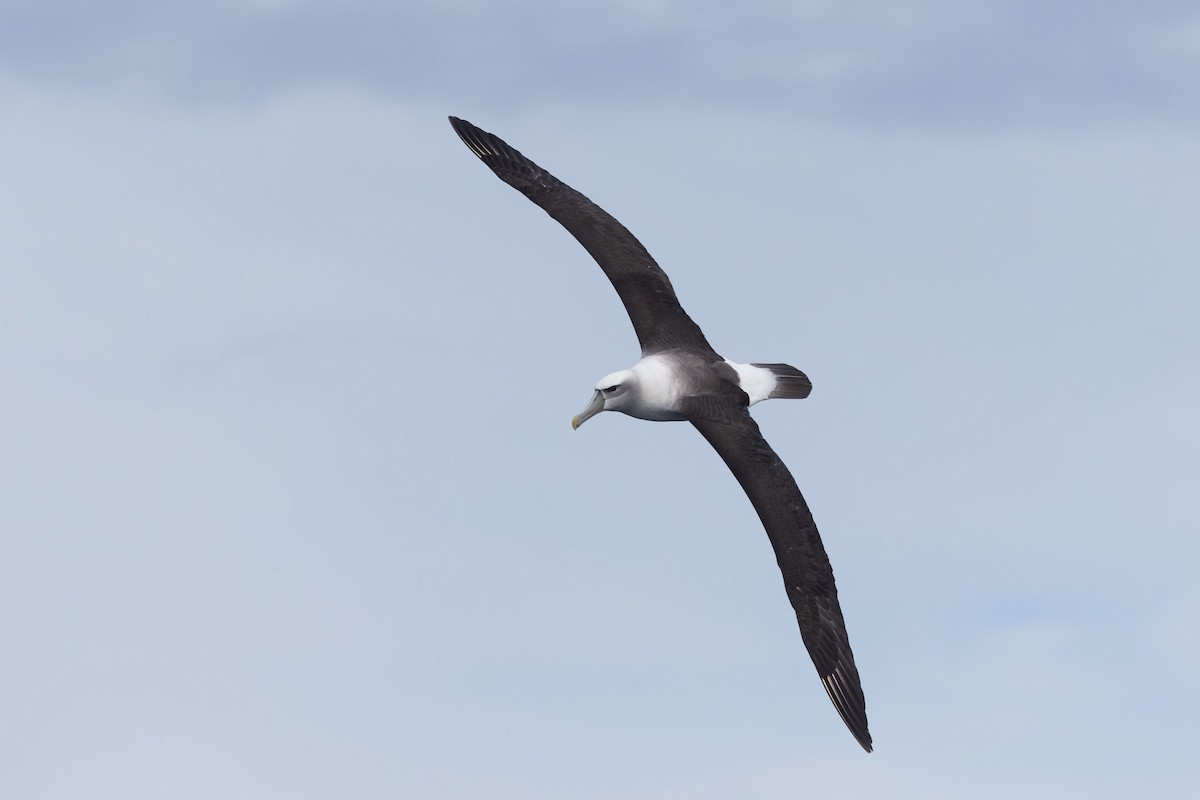 Albatros à cape blanche - ML619718772
