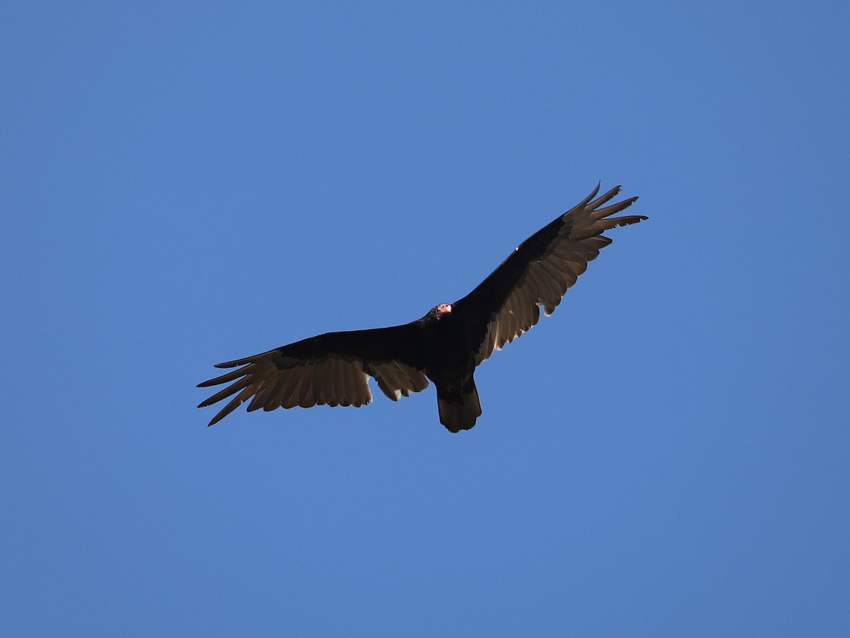 Turkey Vulture - ML619718779