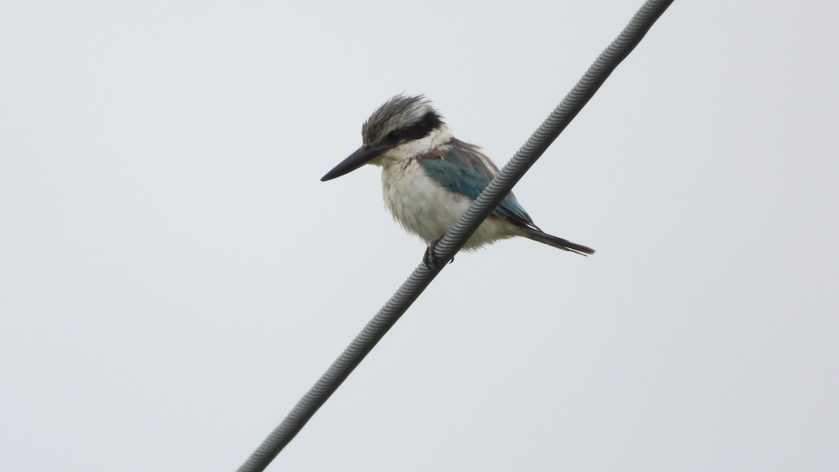 Red-backed Kingfisher - ML619718800